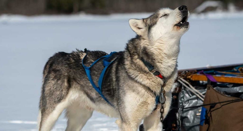A sled dog wearing a harness appears to howl against a snowy backdrop